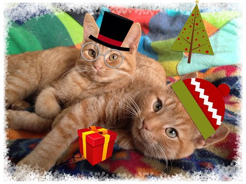 Christmas cats