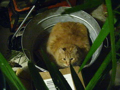 Jasper hiding in the bucket
