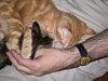 Kittens 1