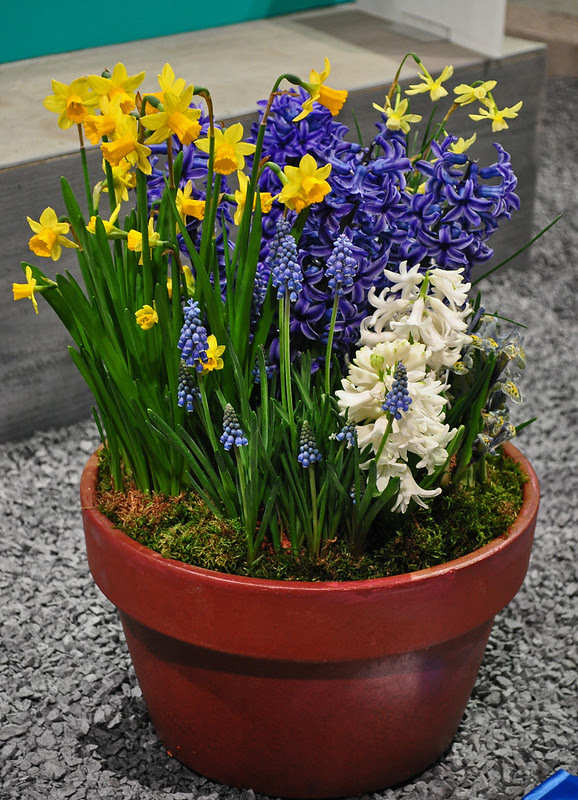 Potted Bulbs (1)