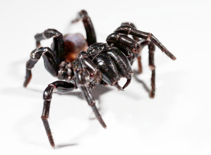 10 most dangerous spiders in the world 10