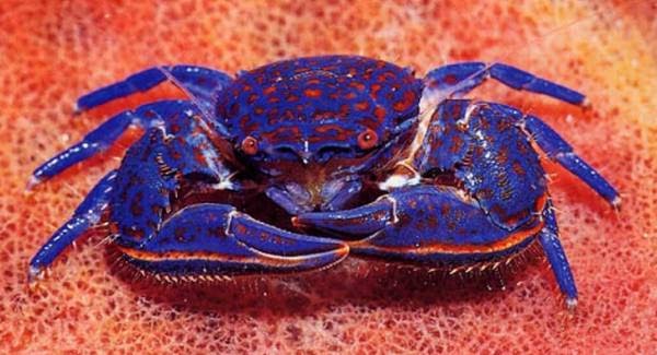 Astonishing Facts Unique Color Crab