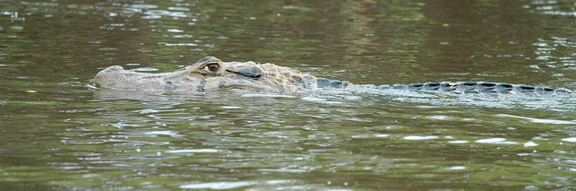 Rurrenabaque Santa Rosa La Pampa sur la rivière Yucuma AMAZONIE