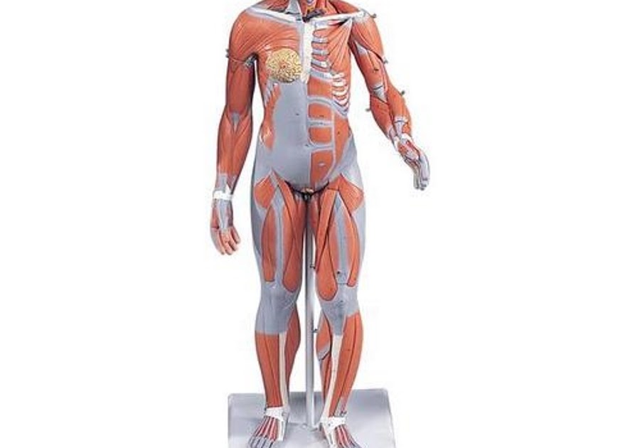 Female Lower Back Anatomy Internal Organs : Human Anatomical Female