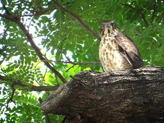 鳳頭蒼鷹/無限台南