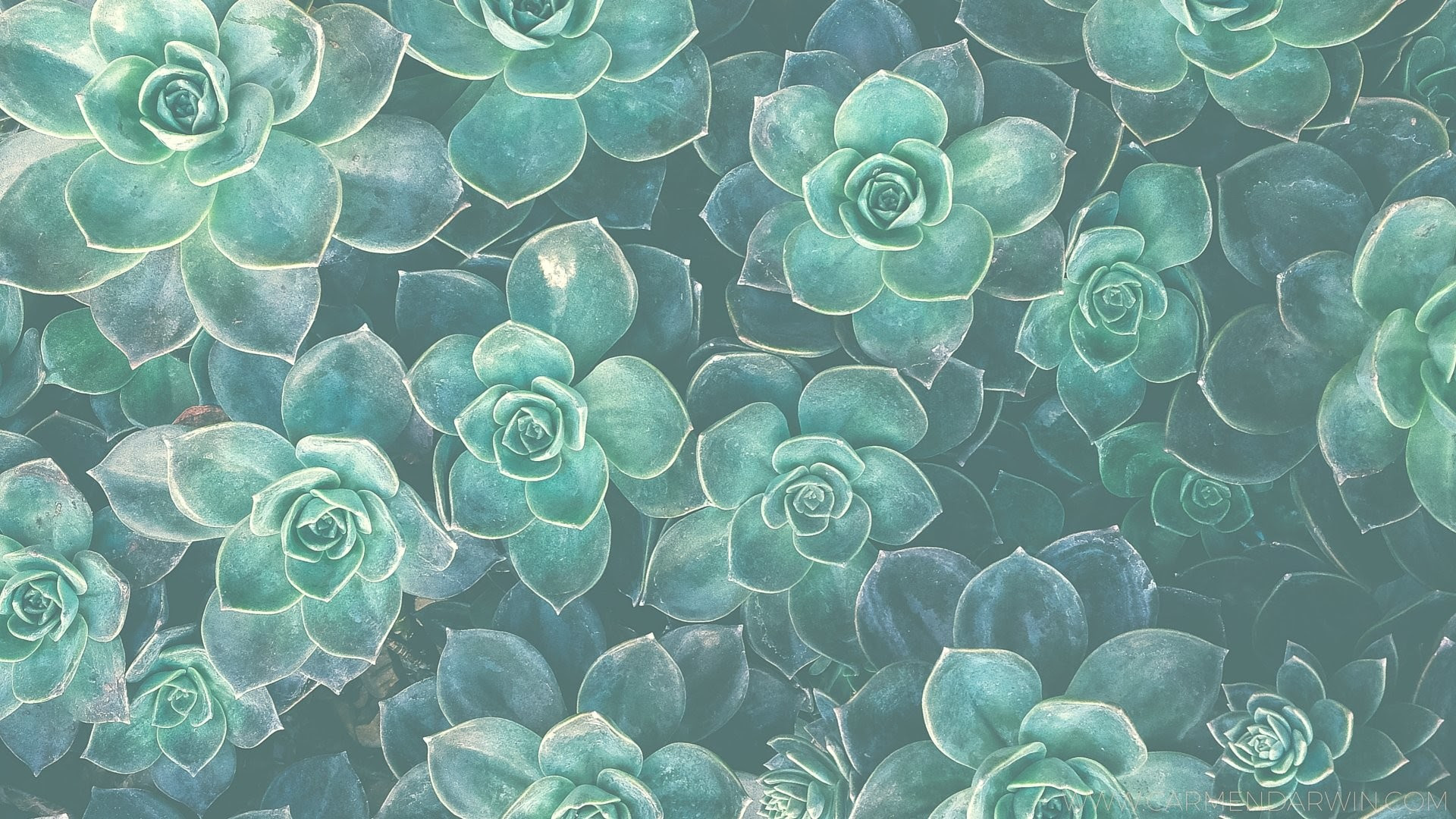 Featured image of post High Resolution Succulent Desktop Wallpaper Here are only the best widescreen desktop wallpapers