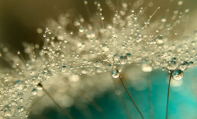 Gorgeous Macro Photographs of Dew Soaked Dandelions by Sharon Johnstone Gorgeous Macro Photographs of Dew Soaked Dandelions by Sharon Johnstone plants macro