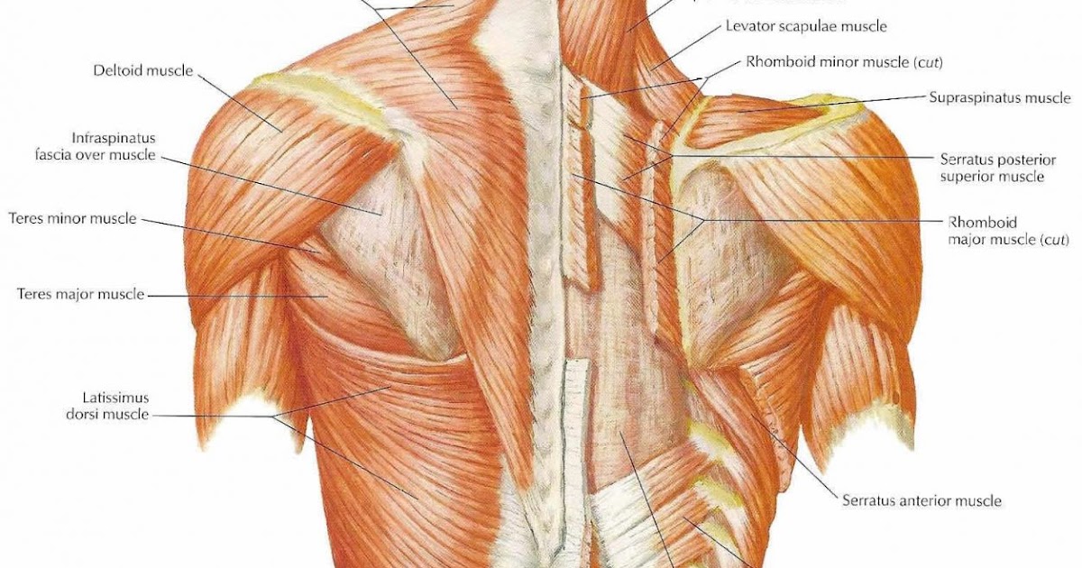 Rhomboid Major and Minor