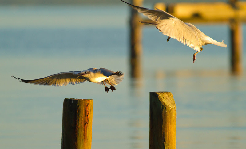 Photo & Video Sharing by SmugMug Photo & Video Sharing by SmugMug