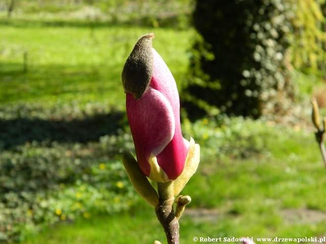 magnolia pośrednia Wine Light magnolia pośrednia Wine Light