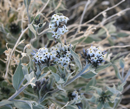 amsonia tomentosa grey