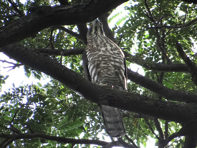 鳳頭蒼鷹/無限台南