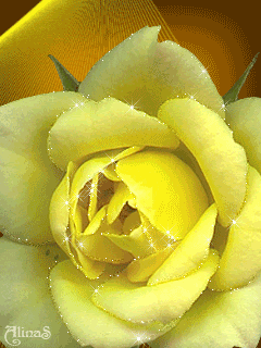 Магия желтого  (желтая роза)