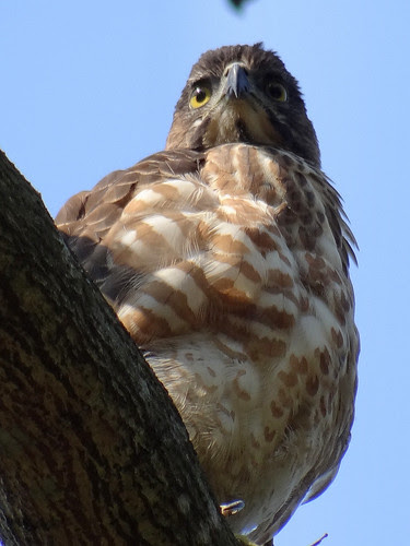 鳳頭蒼鷹/無限台南