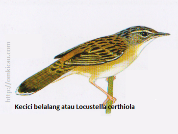 Cara Membedakan Kecici Belalang Jantan Dan Betina Berbagai Perbedaan