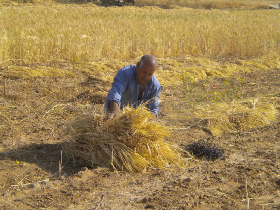 Un campesino trabaja en la franja de Gaza / Foto: M. Á. M Un campesino trabaja en la franja de Gaza / Foto: M. Á. M