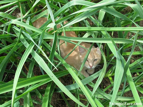 (30-27) Jasper in the garlic jungle - FarmgirlFare.com