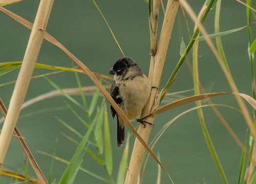 White-collared Seedeater