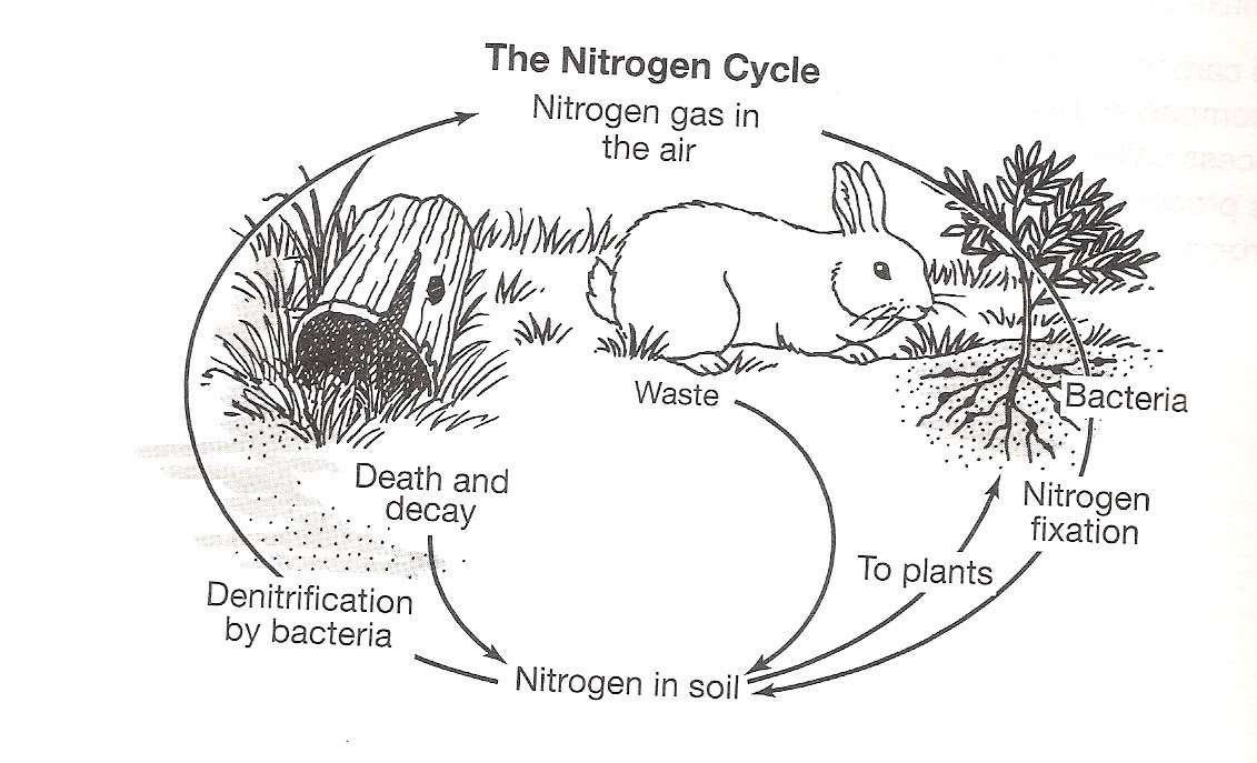 The Nitrogen Cycle Worksheet Answers