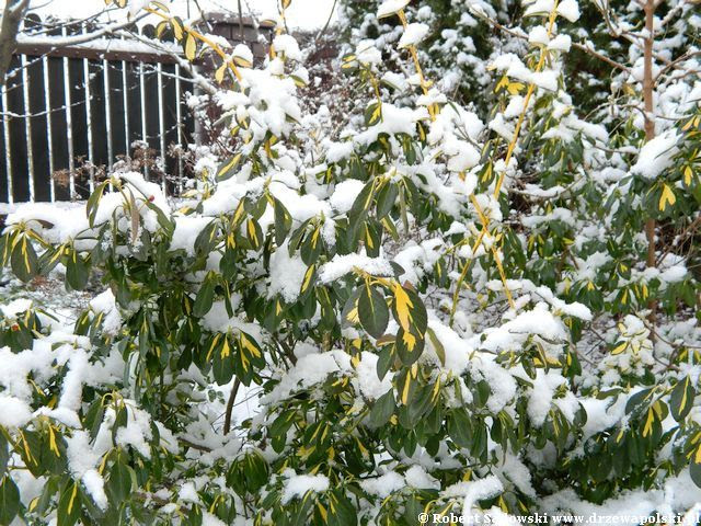 ogród w śniegu