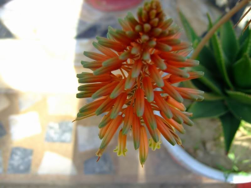 Aloe Vera Blooms-Flowers