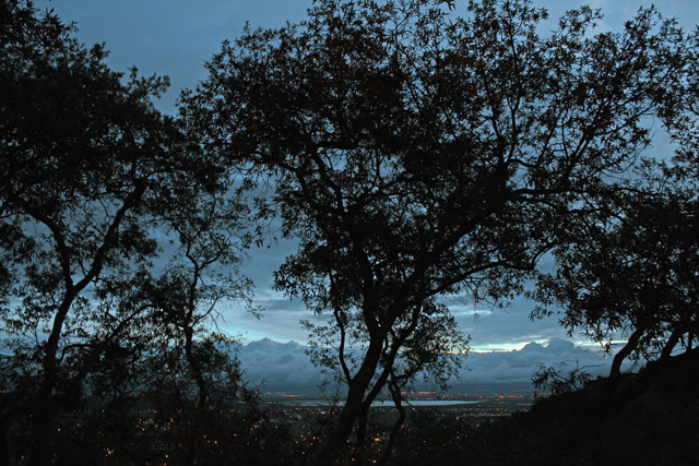 Oaks at dusk