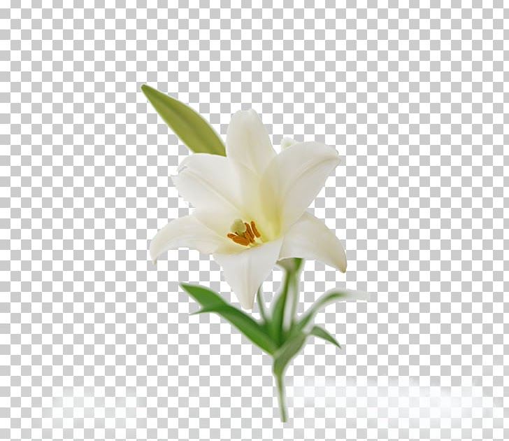 flower white lily flower png flower white lily flower png