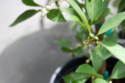 mandarin quat