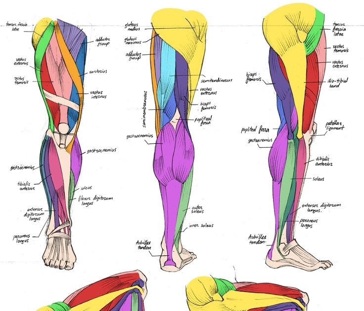 Female Human Muscles Diagram / Muscle Anatomy Chart - Anterior
