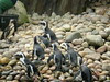 Penguins 2