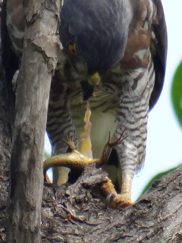 鳳頭蒼鷹/無限台南