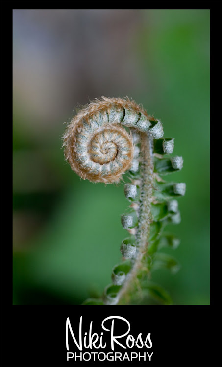 fernlolipop
