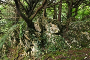 Eire forest
