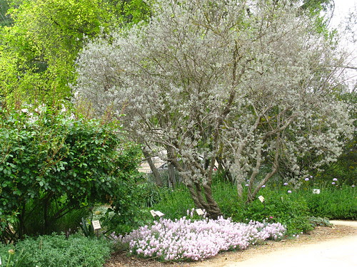 Ruth Risdon Storer Garden; UC Davis