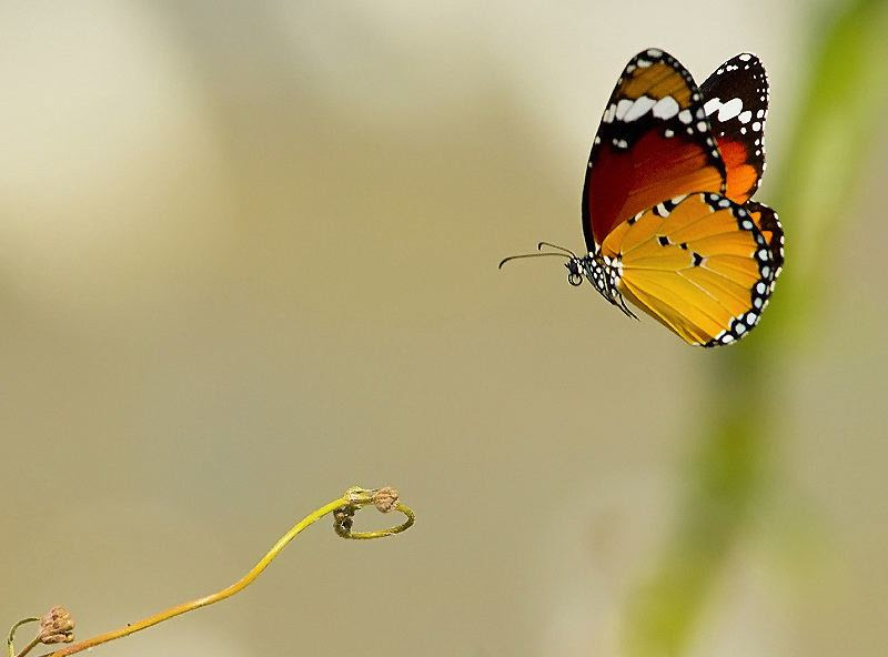 Fascinating photos of birds from the photographer Zander Yaqui