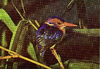 Pg11-4, NATAL KINGFISHER