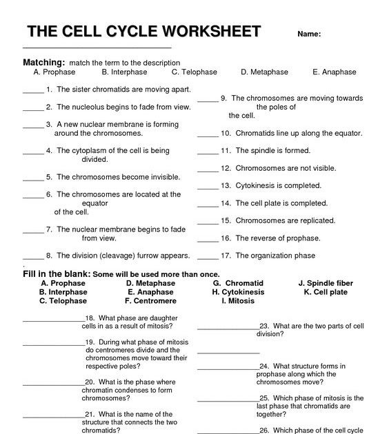 Cell Cycle Student Worksheet Answer Key : The Cell Cycle Coloring