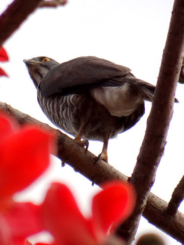 鳳頭蒼鷹/無限台南