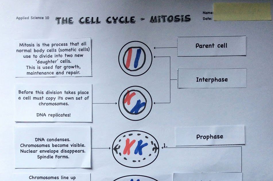Cell Division Reading Comprehension Worksheet Mitosis And Meiosis