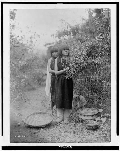Description of  Title: The fruit gatherers.  <br />Date Created/Published: c1905.  <br />Summary: Two Tewa girls picking fruit with basket, bowls on the ground.  <br />Photograph by Edward S. Curtis, Curtis (Edward S.) Collection, Library of Congress Prints and Photographs Division Washington, D.C.