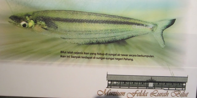 ikan bilut ikan bilut