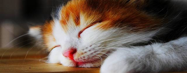 最新のhd壁紙 猫 寝顔 画像 花の画像