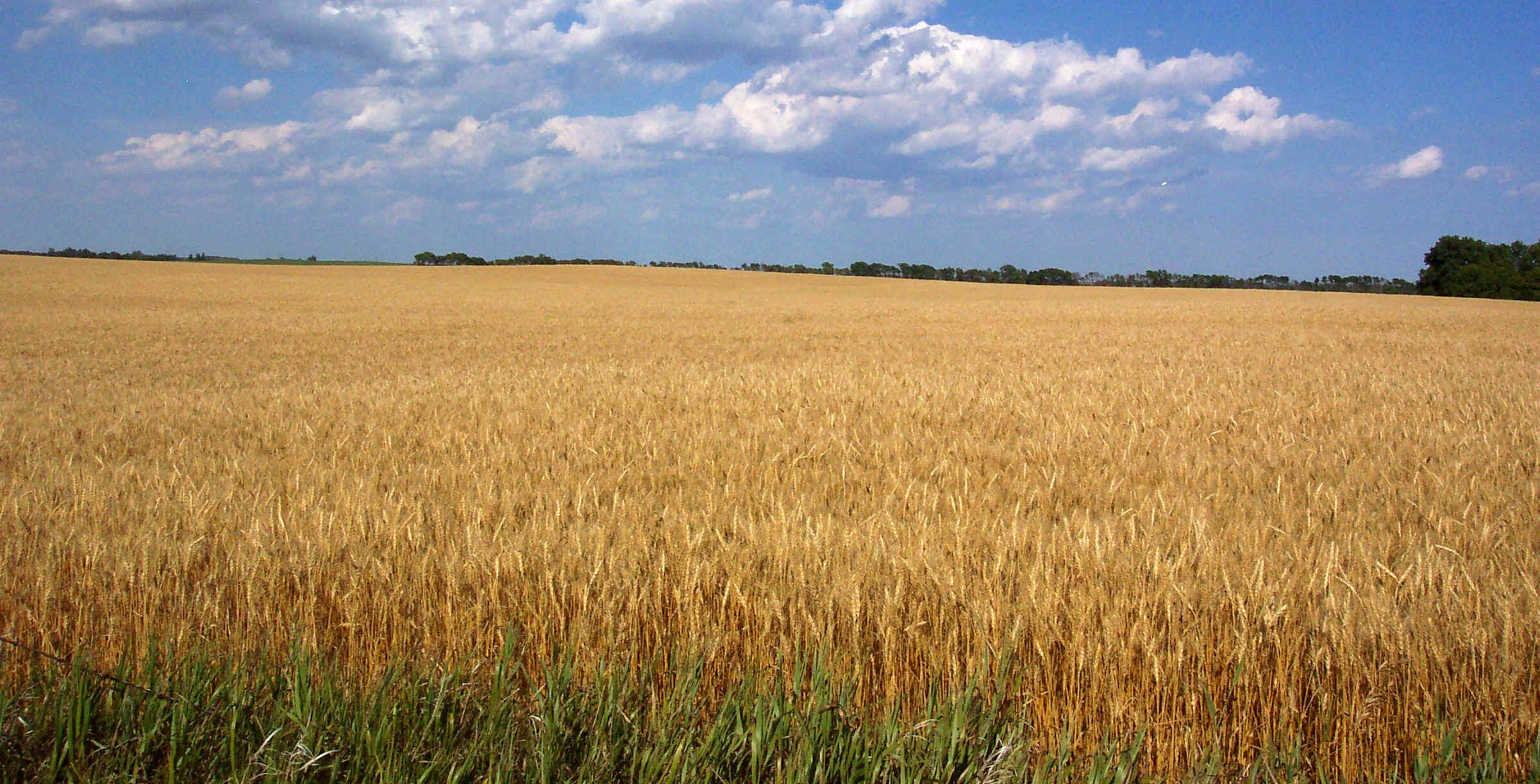 wheatcrop