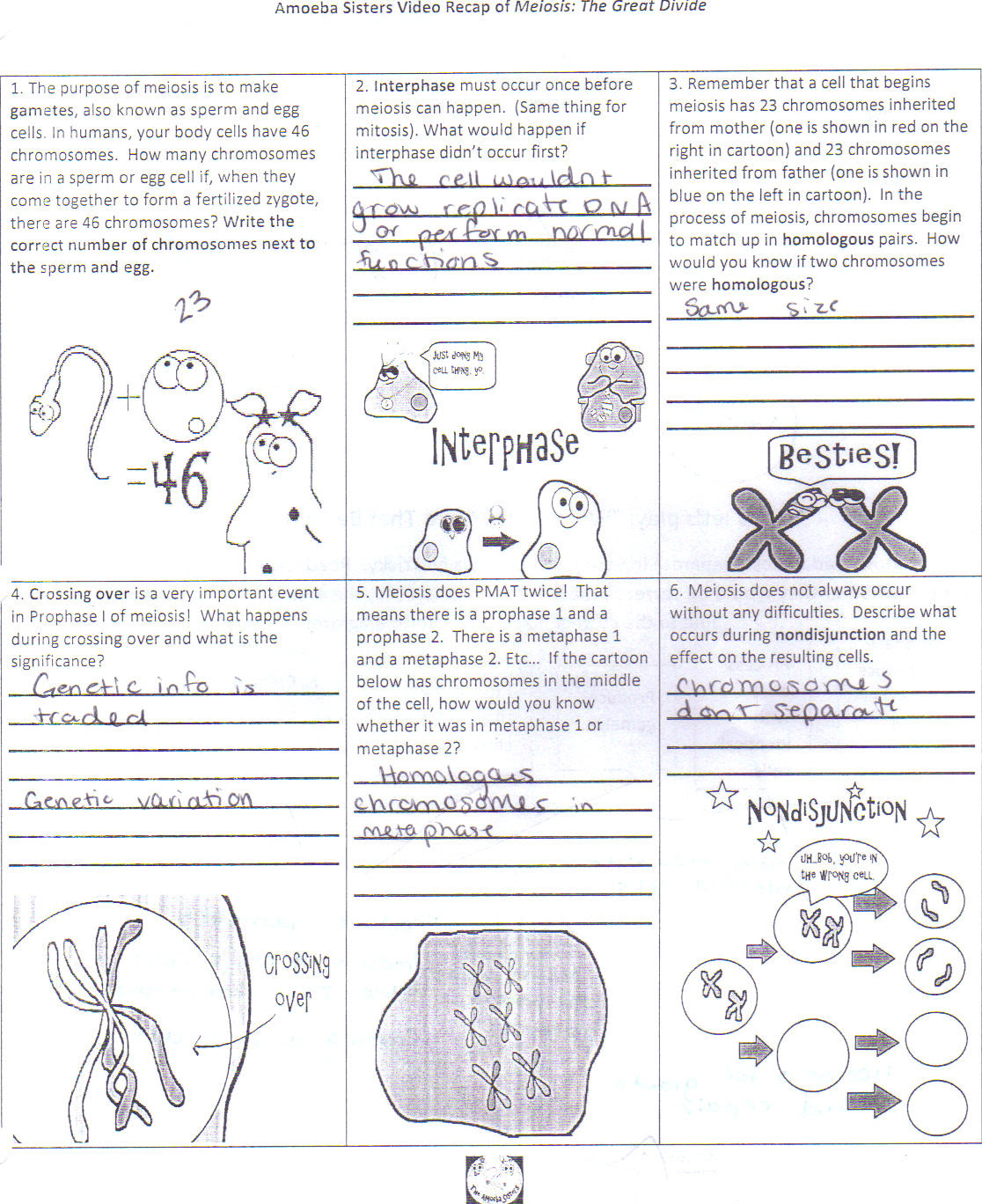 amoeba-sisters-photosynthesis-worksheet-printable-word-searches