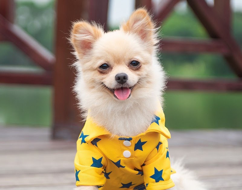 Foto Anjing Lucu Kecil - Gambar Ngetrend dan VIRAL