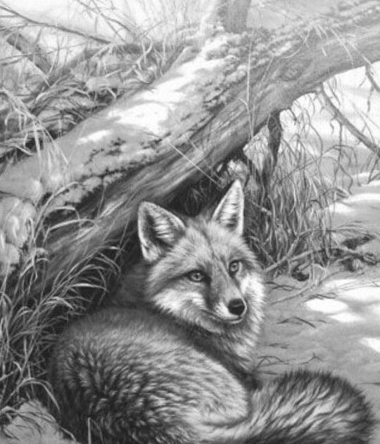 [Download 35+] Image Renard Dessin Noir Et Blanc