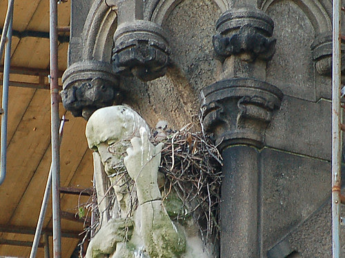 Cathedral Red-Tail Baby