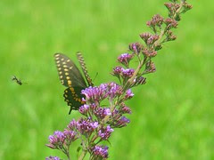 Black Swallowtail on Butterfly bush with wasp