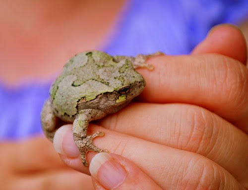 Frog hand
