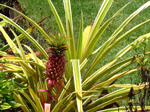 Allerton Garden